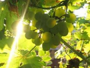 Opština Aleksandrovac Vinogradarstvo i vinarstvo
